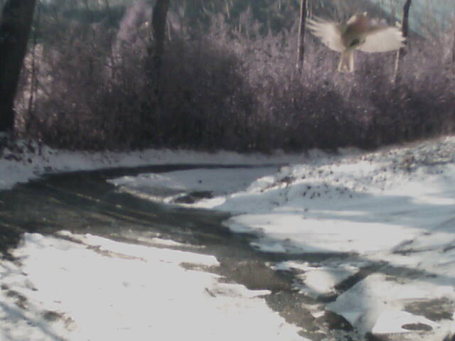 bird.jpg